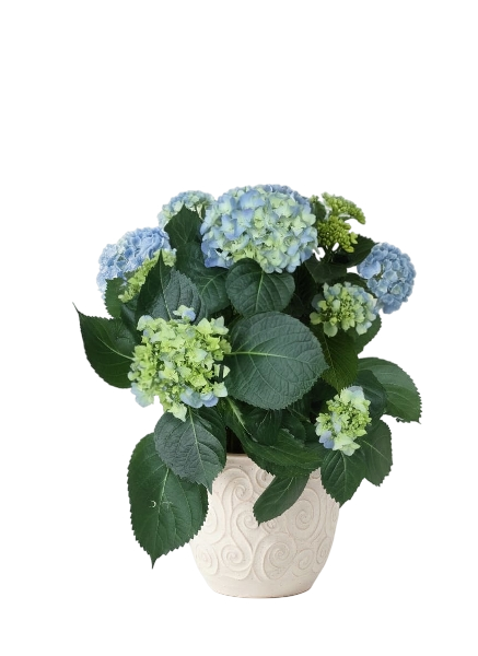 הורטנזיה | מק"ט 706